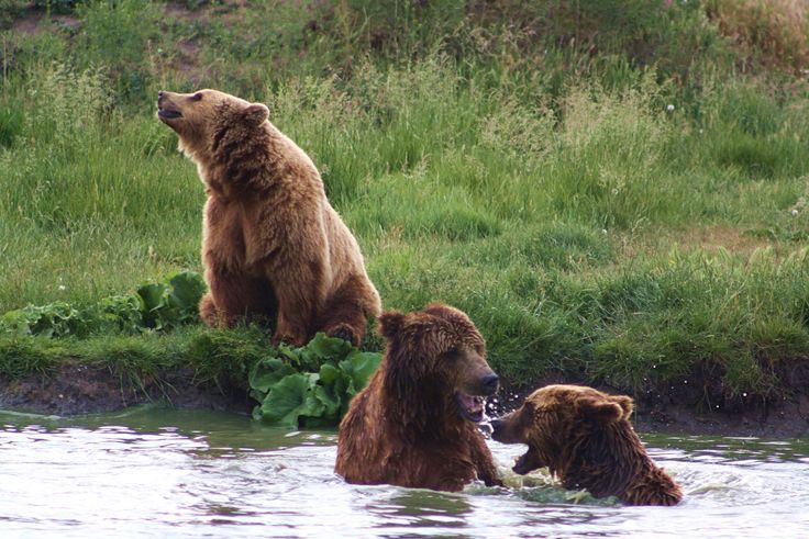 Bear Sanctuary, Veresegyház